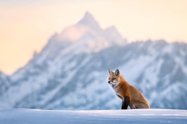 RED FOX
