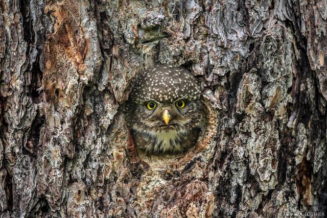 Northern Pygmy Owl peering out from a nest cavity, Montana