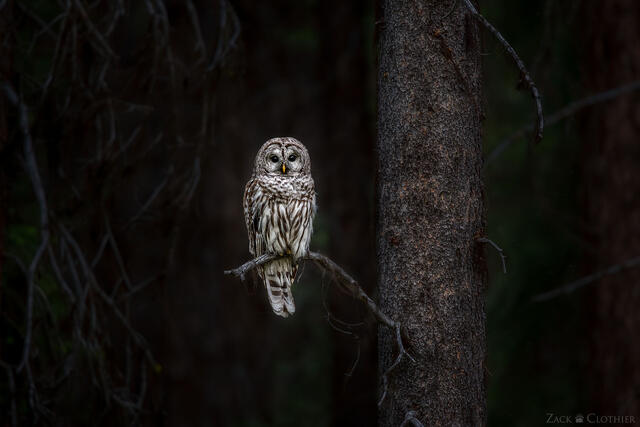 Barred Owl at dusk, Montana