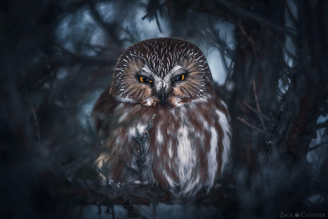 Northern Saw-whet Owl on cold winter night, Montana