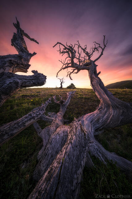 Ancient pines at sunrise, northern Montana