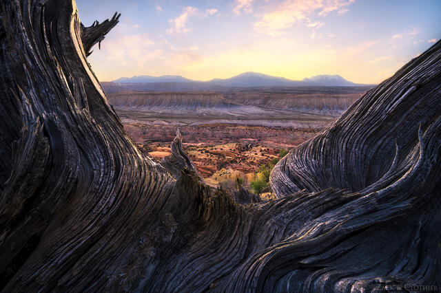 Strike Valley framed by an ancient, twisted tree, Capital Reef National Park, Utah