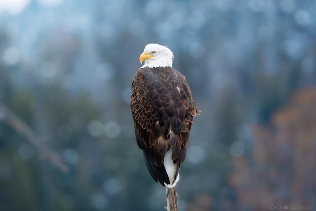 Bald eagle perched above the Yellowstone River, Yellowstone National Park, Wyoming
