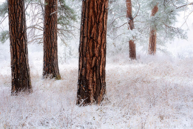Ponderosa Pines spring snowfall, Missoula, Montana