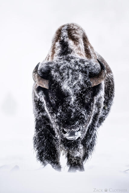 Frosty bull bison in winter, Yellowstone National Park, Wyoming