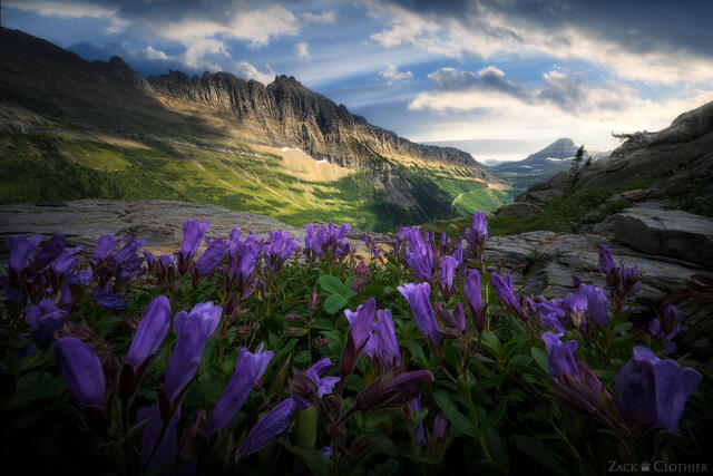 Wildflowers and Garden Wall, Glacier National Park, Montana
