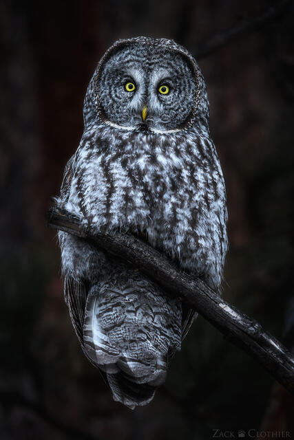 Great Gray Owl perched in a dark forest at dusk, Montana