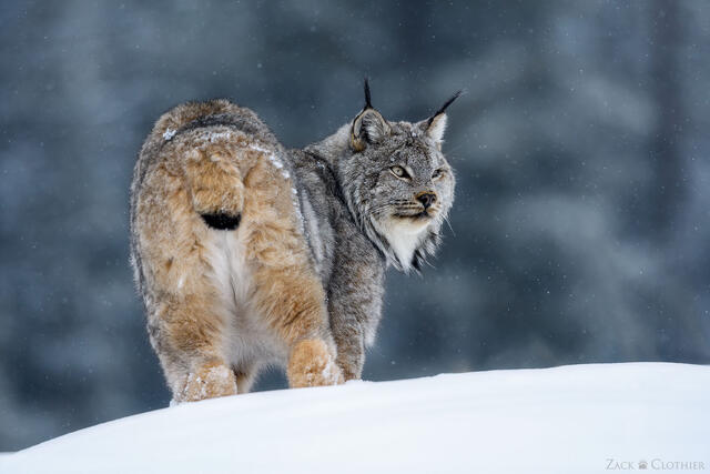 Canada lynx in the snow, Montana