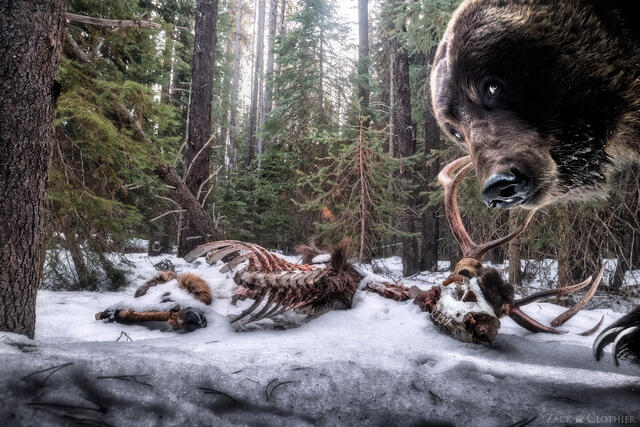 Close-up wildlife photograph of a wild grizzly bear staring directly into the camera while standing over the remains of a bull elk in western Montana