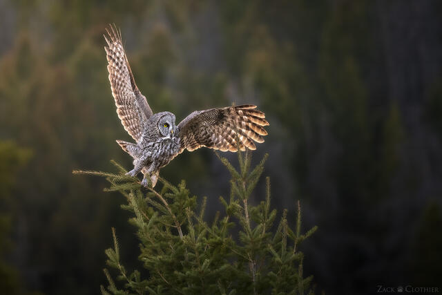 Great Gray Owl perching at the top of an evergreen, Montana