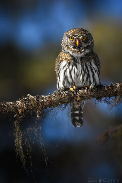 Northern Pygmy Owl perched on a mossy branch, Montana