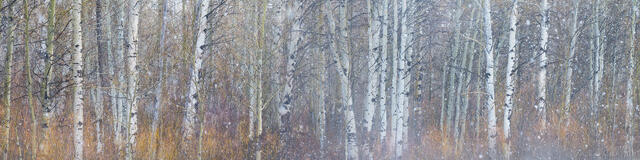 Panoramic view of foggy aspen forest, Grand Teton National Park, Wyoming