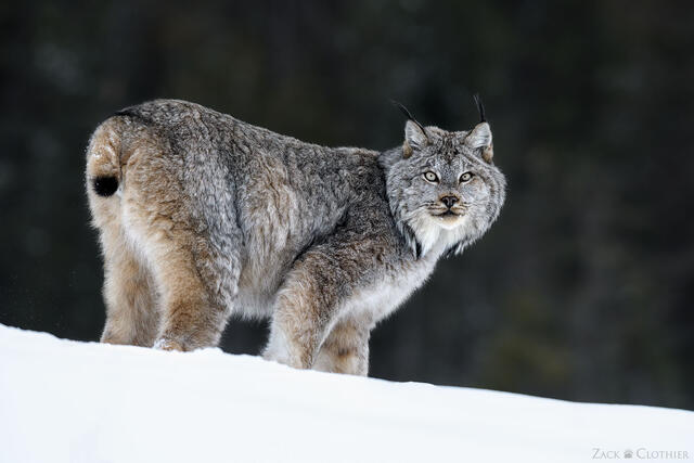 Canada lynx in winter, Montana