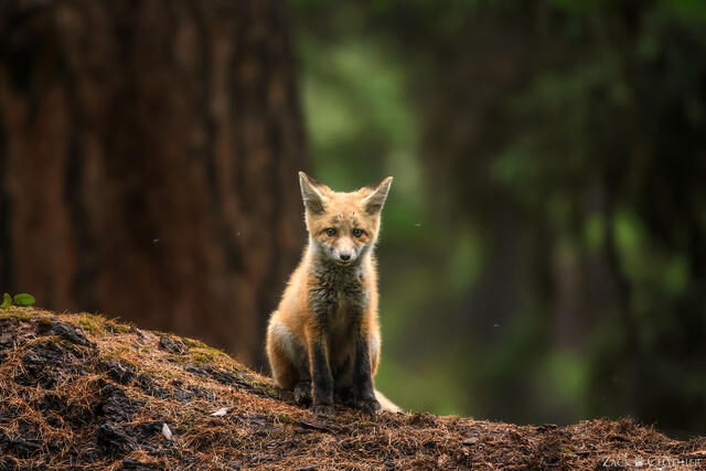 Red fox kit on a log in the forest, western Montana