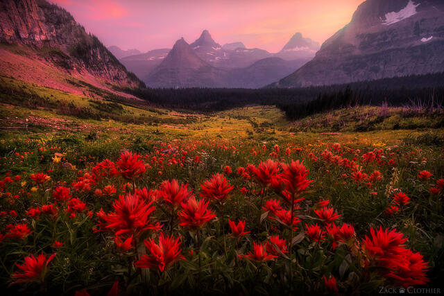Indian paintbrush and mountains at sunset, Glacier National Park, Montana