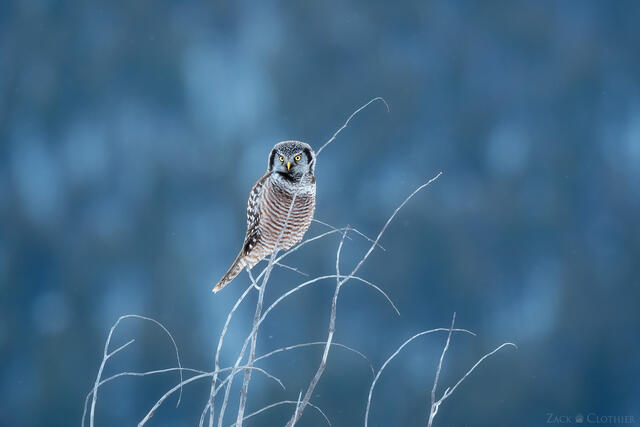 Northern Hawk Owl perched in front of the mountains in winter, Montana