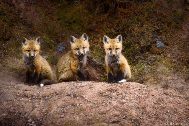Red fox kits outside the den, western Montana