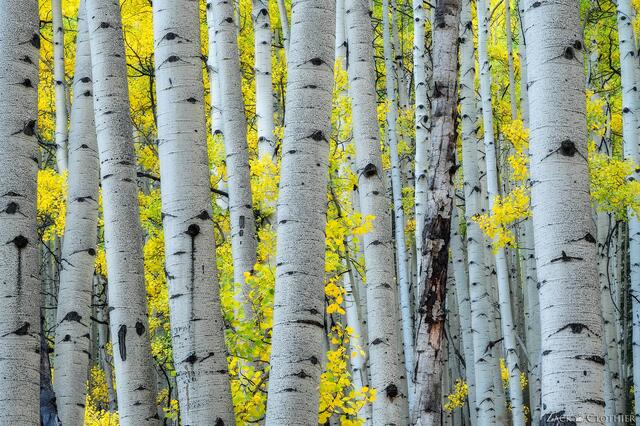 Yellow autumn aspens, Gunnison National Forest, Colorado