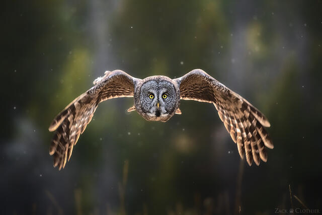 Great Gray Owl in flight, Montana