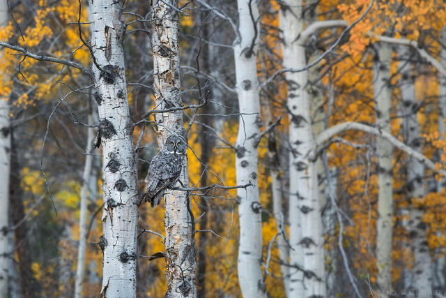 Great Gray Owl perched among the autumn aspens, Montana