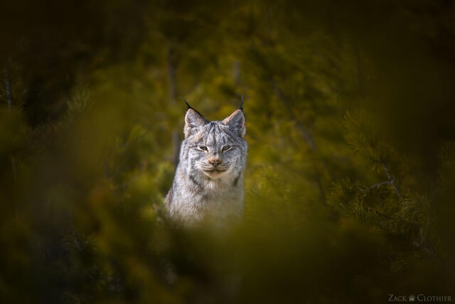 Canada lynx kitten framed by the forest, Montana