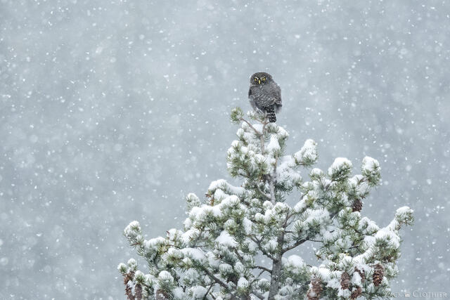 Northern Pygmy Owl perched at the top of a pine in a snowstorm, Montana
