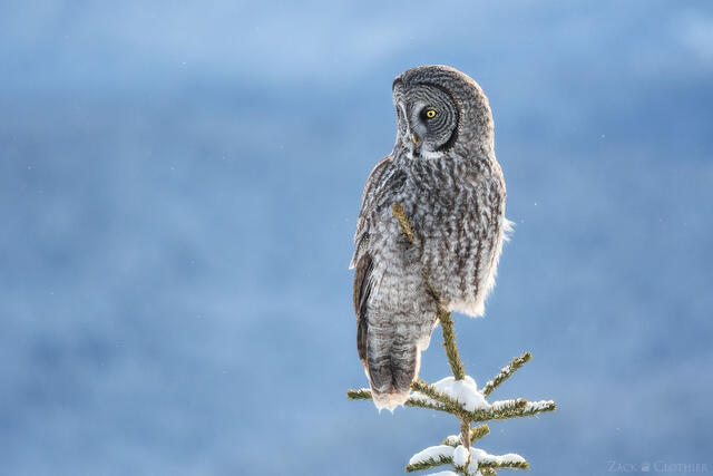 Great Gray Owl in winter, Montana