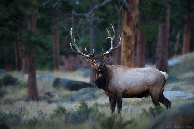 Bull elk in the forest, Rocky Mountain National Park, Colorado