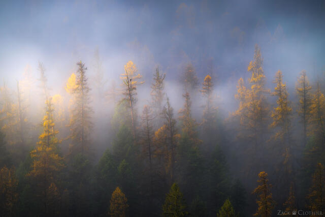 Bald Eagle perched amongst old growth Western Larch on a foggy morning, Seeley-Swan Valley, Montana