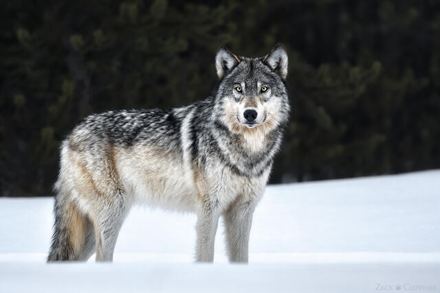 Gray Wolf on winter evening, Yellowstone National Park, Wyoming