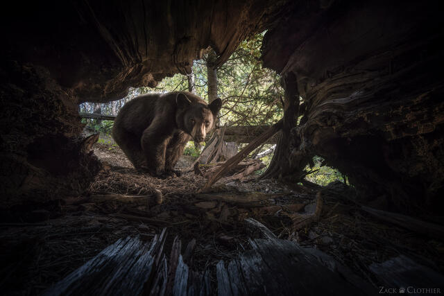 A black bear curiously peers inside the hollow of an old-growth tree in Montana, captured with a DSLR camera trap