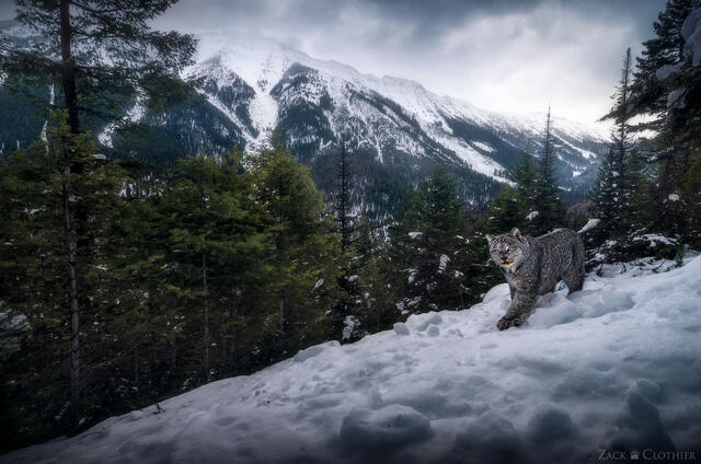 Canada lynx in the mountains in winter, Montana