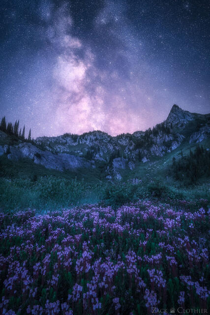 Wildflowers and Milky Way, Great Burn Recommended Wilderness, Montana