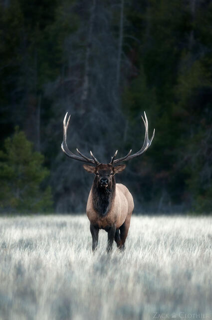 Bull elk in meadow on autumn evening, Grand Teton National Park, Wyoming