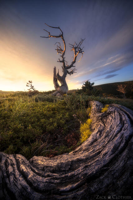 Windswept pine at sunrise, northern Montana