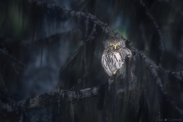 Northern Pygmy Owl in a western forest, Montana