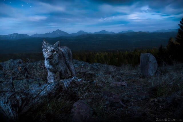 Canada lynx on a moonlit night in the mountains, Montana