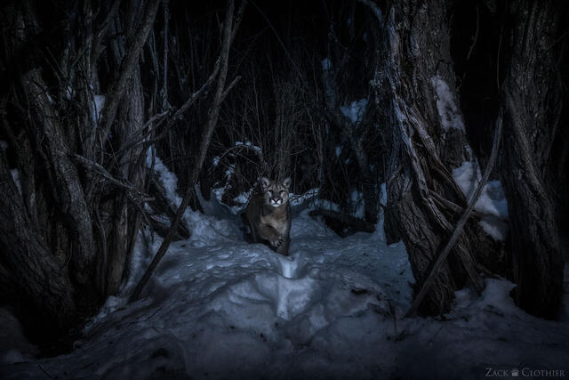 Cougar on the prowl under the cover of darkness, Montana