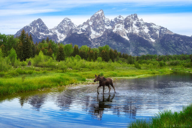 Young bull moose with the Tetons behind, Grand Teton National Park, Wyoming