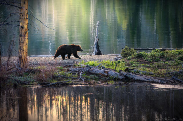 GRIZZLY BEAR