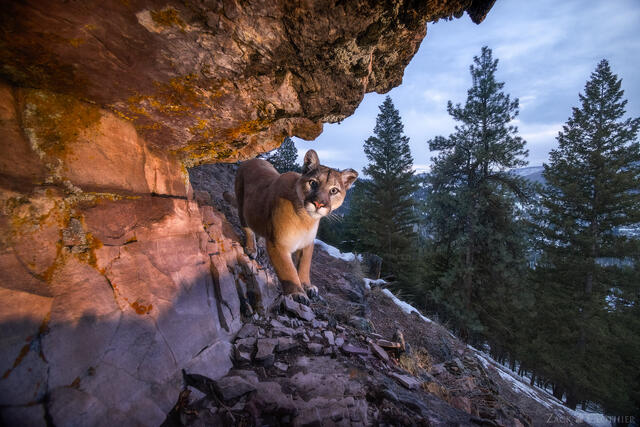 Cougar beneath a rocky outcropping, western Montana