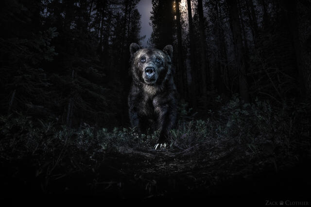 Grizzly Bear in the moonlight in Montana