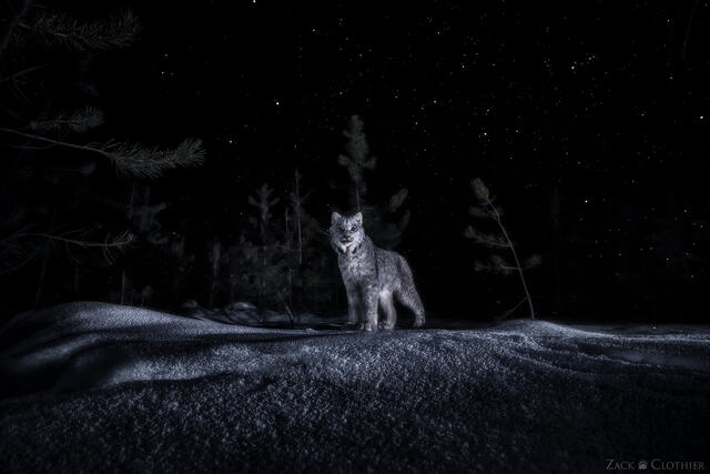Canada lynx at night during a light winter snowfall, Montana