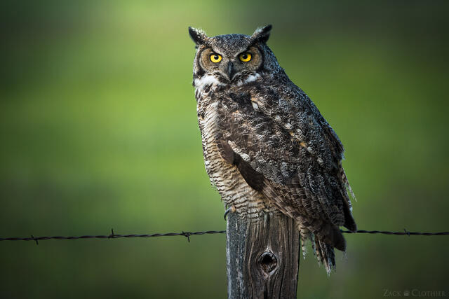 Great Horned Owl perched on fencepost at dusk, Montana