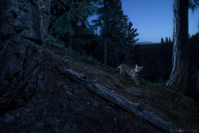 Bobcat on a ridgeline at night, Montana