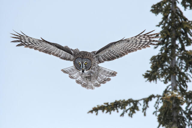 Great Gray Owl in flight, Montana