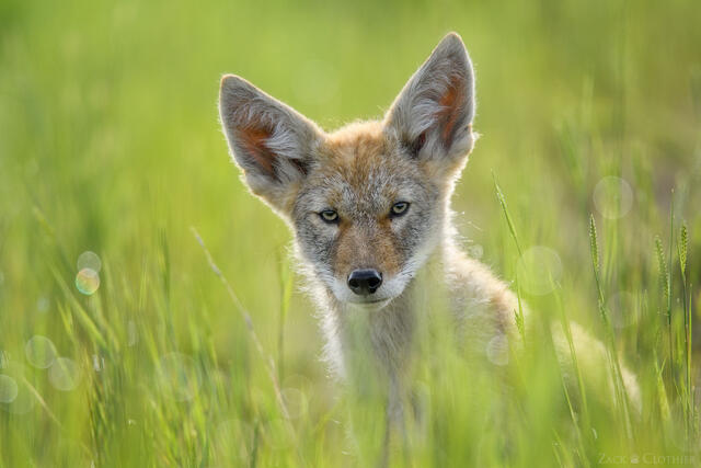 Coyote pup outside den, Bitterroot Valley, Montana
