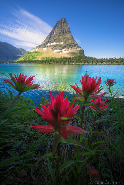 Hidden Lake indian paintbrush, Glacier National Park, Montana