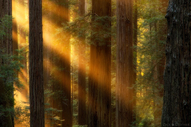 Light rays shining through ancient Redwood trees, Del Norte Coast Redwoods State Park, California