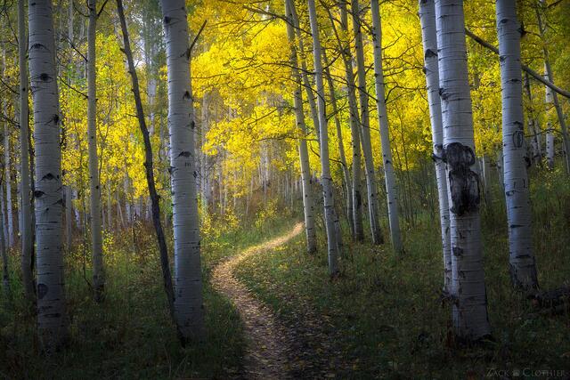 Path through autumn aspen forest, Gunnison National Forest, Colorado